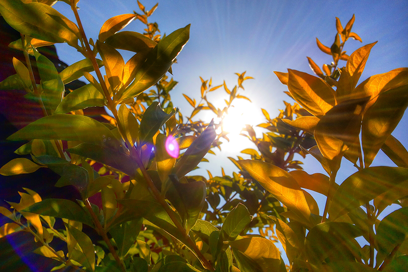 Leaves in the Sun